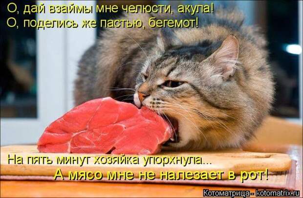 Лучшие котоматрицы недели