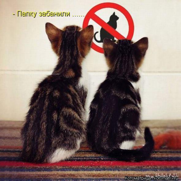 Котоматрицы(картинки с надписями)
