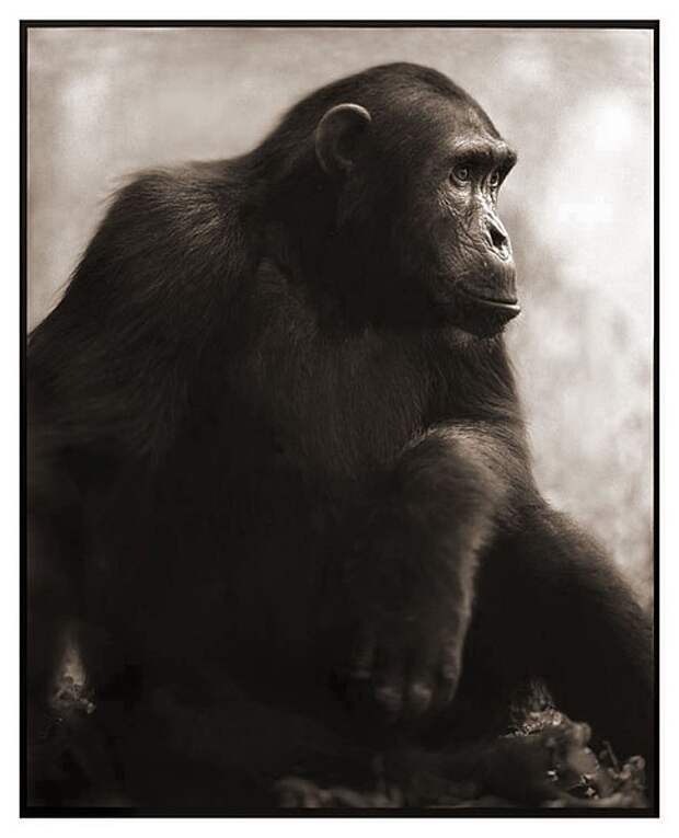 фотографии африки. Nick Brandt