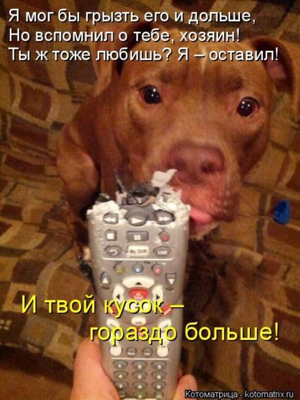 Лучшие котоматрицы недели