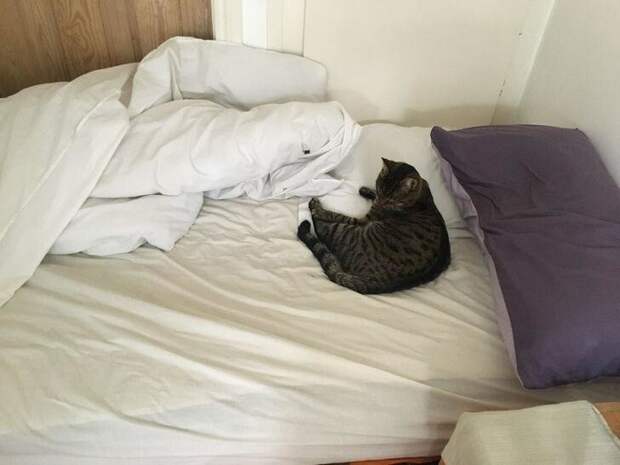 Кровать вроде двуспальная, но вместе с откормленным котиком там трудно поместиться и одному