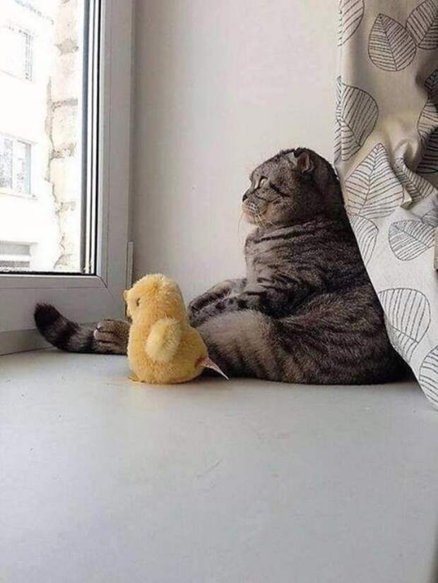 Котики