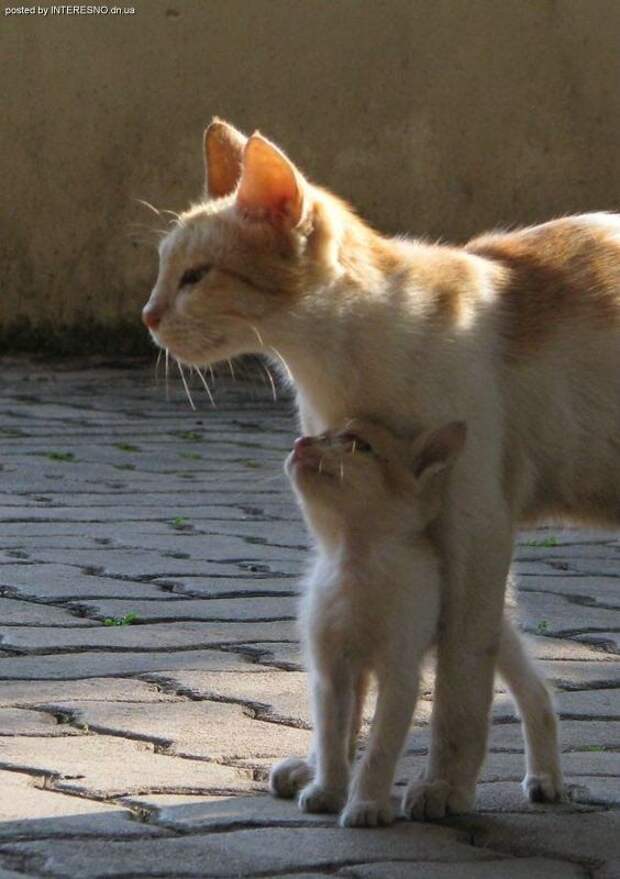 Кошки защищают. Кошка защищает котят. Мама кошка и папа кот и котята. Мама и сын с котиками. Папы коты и котята.