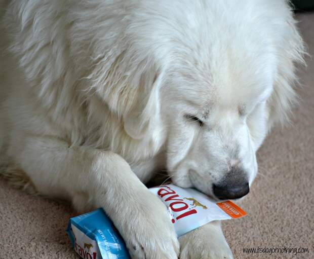Great Pyrenees Bravo Crunchy Delights