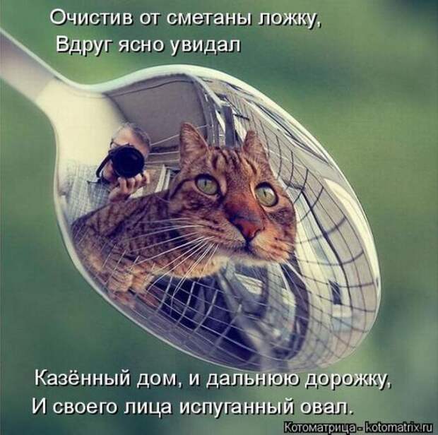 Котоматрицы(картинки с надписями)