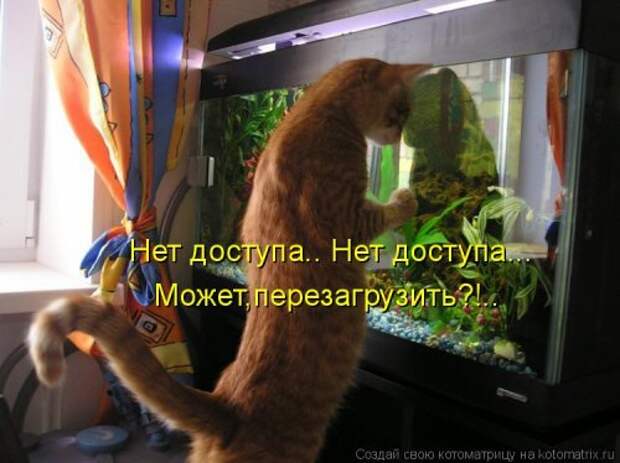Свежая котоматрица для всех (38 фото)