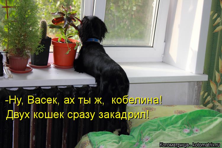 Котоматрица: -Ну, Васек, ах ты ж,  кобелина! Двух кошек сразу закадрил!