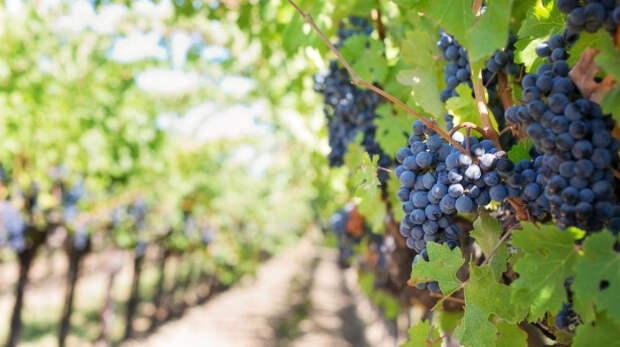 К 2025 году площадь виноградников в Крыму составит 22 тысячи гектаров