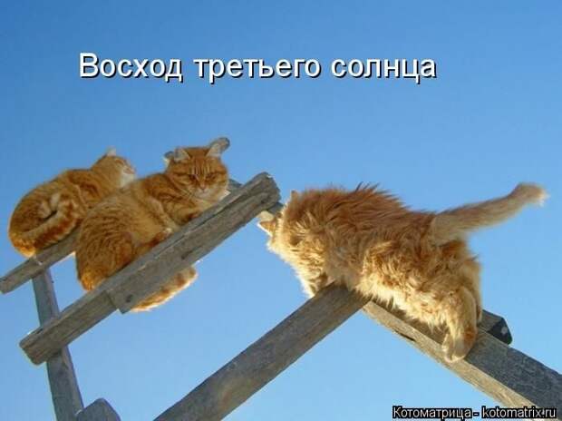 Кошатина да псятинка позитивная, этакая забавная, с надписями, очень много на выходные