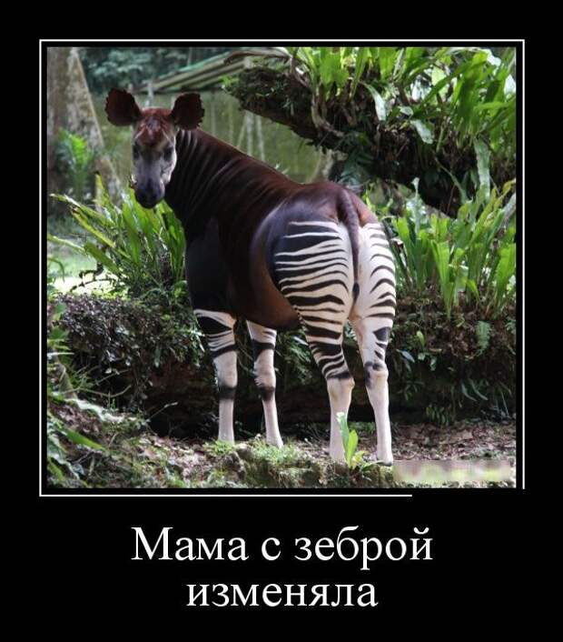 Демотиваторы (30 фото)
