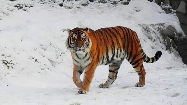 Амурский тигр Амадей умер в Ленинградском зоопарке