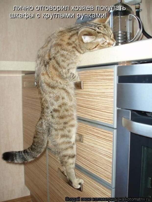 Лучшие котоматрицы недели (50 фото)