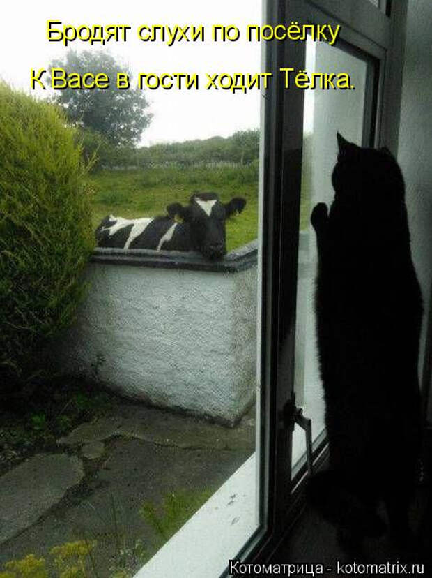 kotomatritsa_9w (449x600, 158Kb)