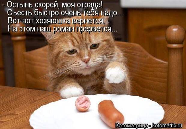 Котоматрица: - Остынь скорей, моя отрада! Съесть быстро очень тебя надо... Вот-вот хозяюшка вернется, На этом наш роман прервется...