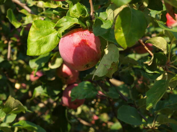 осенние яблоки