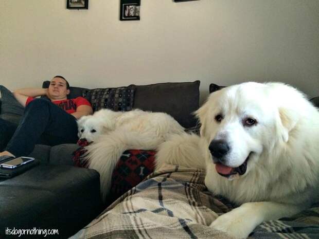Great Pyrenees