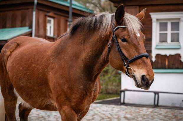 Музей-заповедник «Коломенское» пополнился новым обитателем