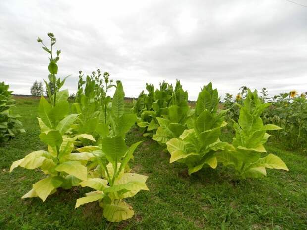 Еще одно применение - семена табака содержат 30-35% жирного масла, пригодного для технических целей интересное, не кури, применение, растение, табак, факты