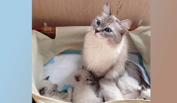 Котики на страничке Медведева в Instagram вызвали фурор Котики на страничке Медведева в Instagram вызвали фурор