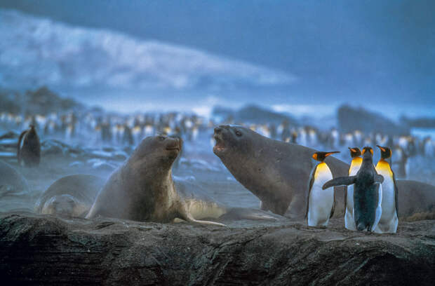 Королевские пингвины и морские слоны, Южная Георгия.