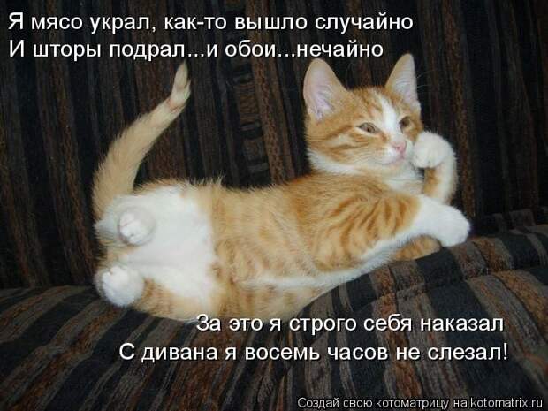 Лучшие котоматрицы недели (50 фото)