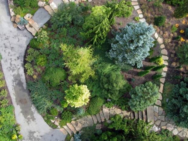 Хвойные растения для сада: какие выбрать, где и как сажать, Строительный портал