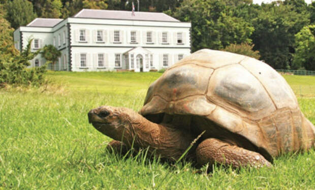 Джонатан, самая старая черепаха в мире