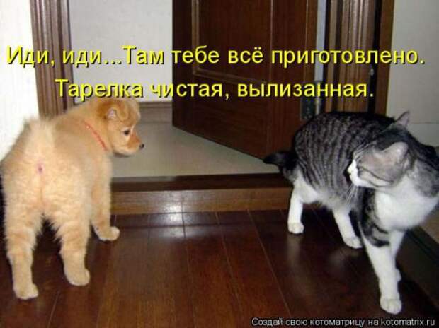 Котоматрицы(картинки с надписями)