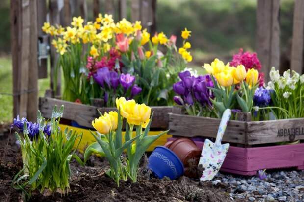 Многие из первоцветов можно высаживать как в грунт на участке, так и в горшки, которыми тоже можно украсить ваш сад