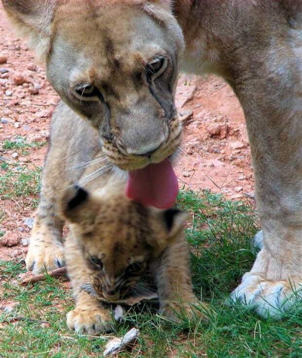 Мать и дитя в мире животных: львица лижет львенка. Фото