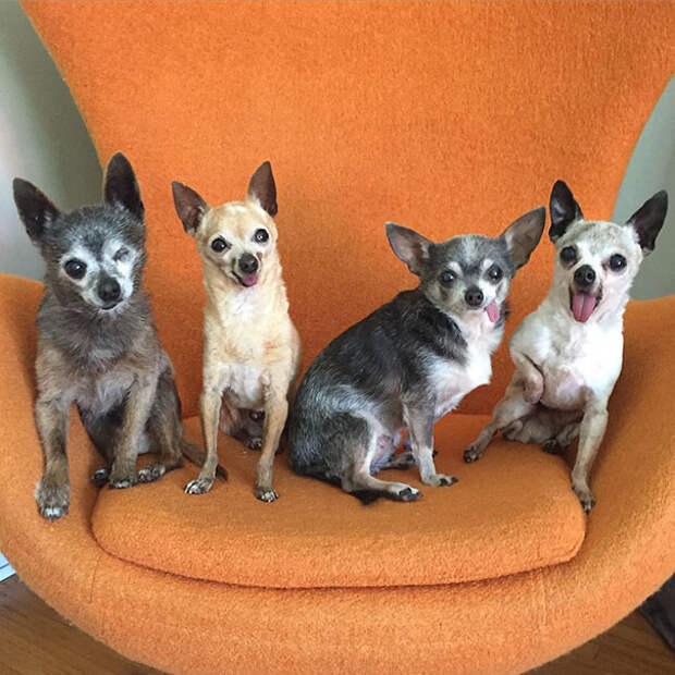 senior-dog-adoption-chihuahua-julie-docherty-11