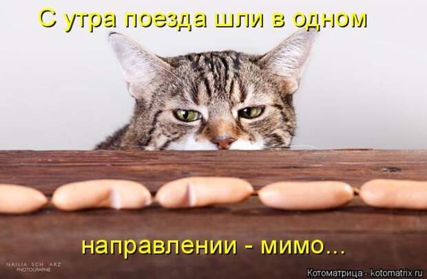 Лучшие котоматрицы недели
