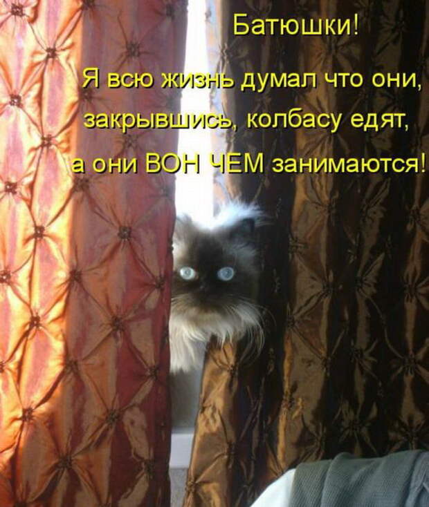 Котоматрицы (50 штук) Котоматрицы (50 штук)