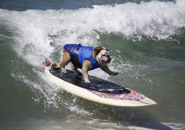 Соревнование собак-сёрфингистов «Surf City Surf Dog» - фоторепортаж