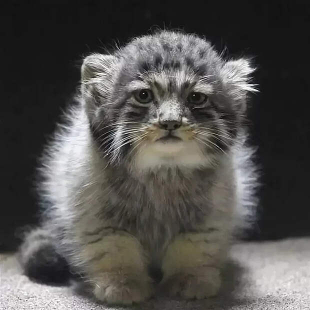 Маленькие большие кошки Большие кошки, Милота, Детеныш, Хищник, Животные, Дикие животные, Лев, Леопард, Гепард, Тигр, Пантера, Пума, Снежный барс, Ягуар, Манул, Каракал, Рысь, Фотография, Длиннопост