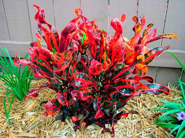 Комнатное растение Кодиеум (Codiaeum)