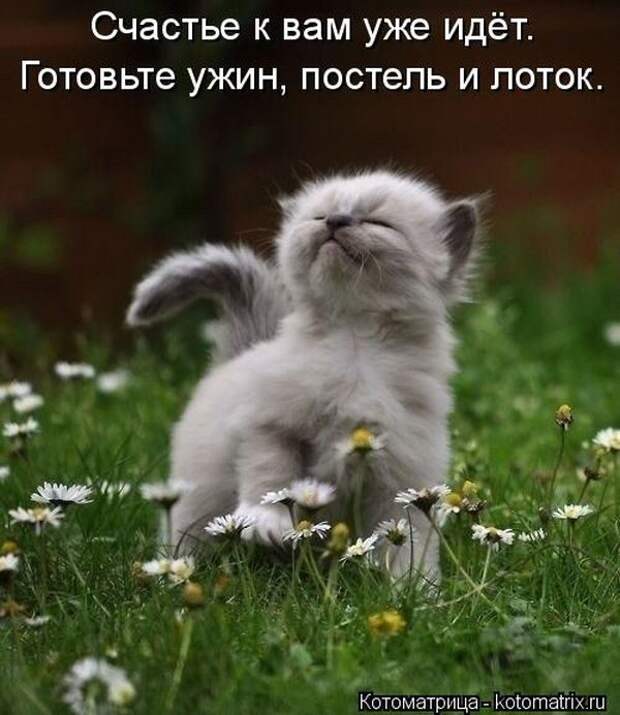 Лучшие котоматрицы недели