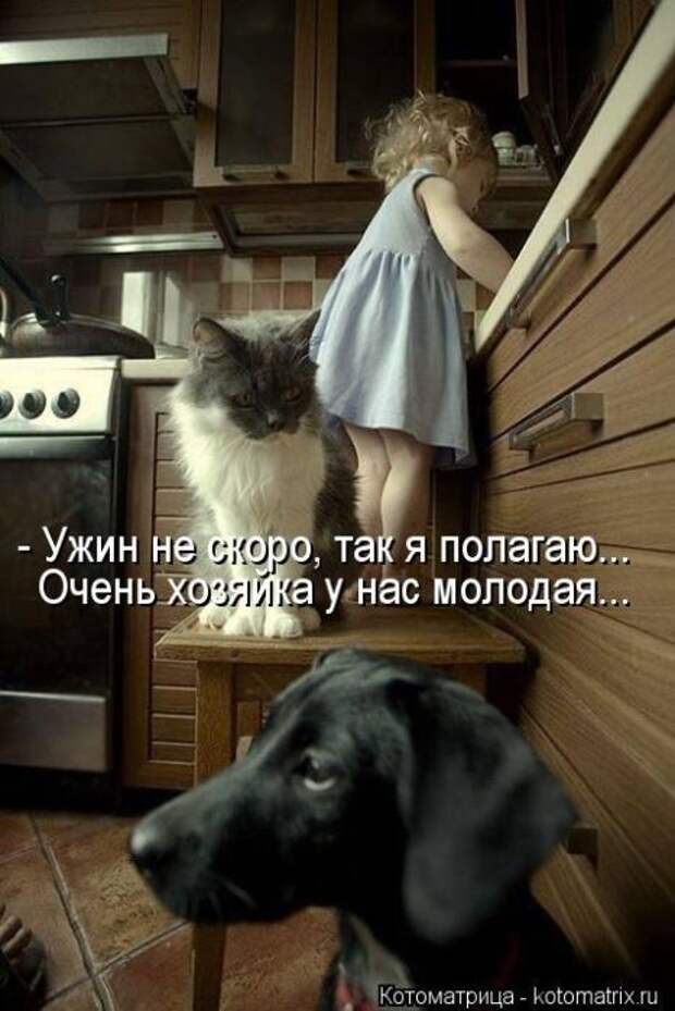 Котоматрицы(картинки с надписями)