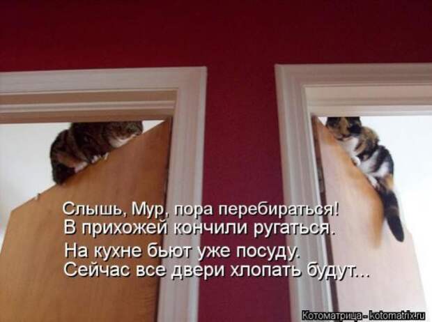 Котоматрицы (картинки с надписями)