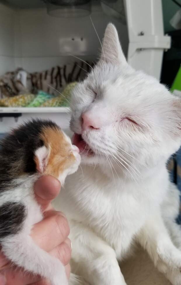 Без кота и жизнь не та