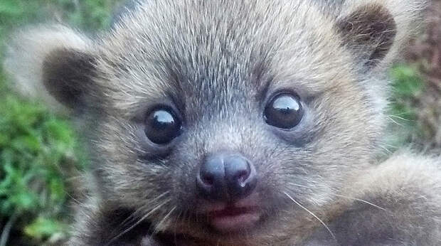 The first olinguito youngster caught on camera, found high in a tree, was safely returned to mom after its photo session. 