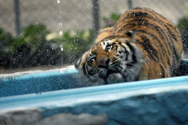 Опубликовано видео, как в Риме спасают тигров от жары