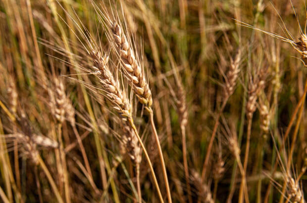 Россия нарастила поставки пшеницы в одну страну до максимума