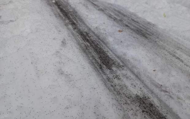 В Рязанском районе заметили скопление «снежных блох»