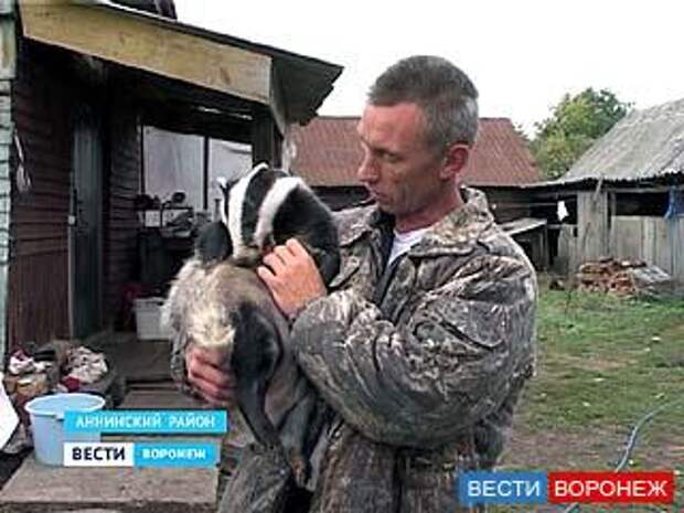 Егерь из Аннинского района приютил барсука – теперь животное отказывается идти на волю 