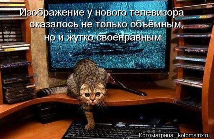 Лучшие котоматрицы недели (50 фото)