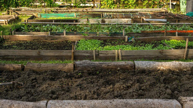 Посадкам — свет, сорнякам — бой: 7 фатальных ошибок при обустройстве грядок, которые губят урожай