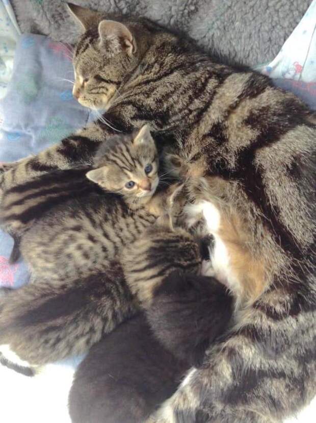 Кошка пришла в ветеринарную клинику, чтобы вернуть своих котят!
