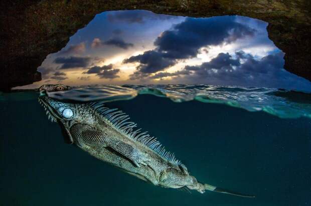 iguana