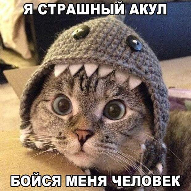 Смешные фото приколы и мемы с котами и кошками Смешные фото приколы и мемы с котами и кошками животные, коты, прикол, юмор